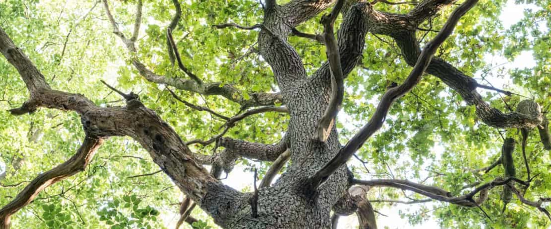 Can a tree survive without branches?
