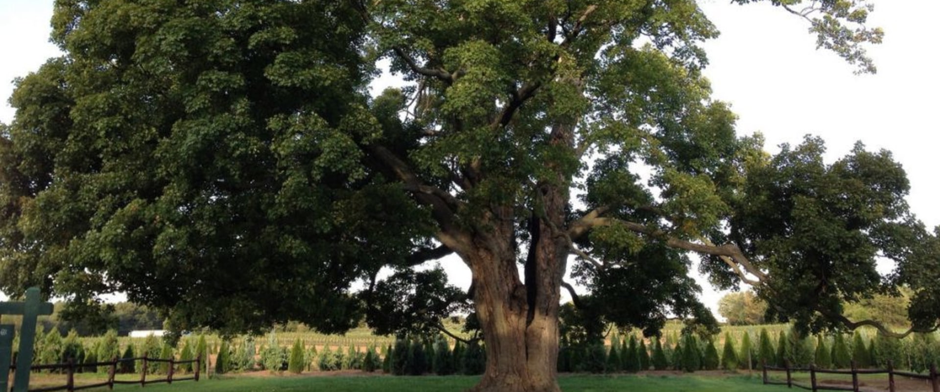How do you trim tree branches without killing a tree?