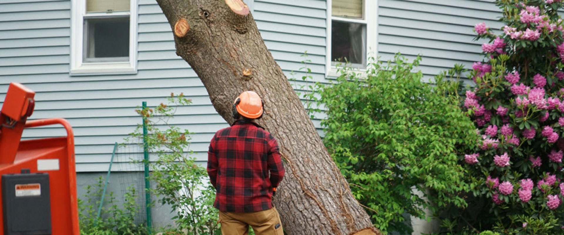 What time of year is cheapest for tree removal?