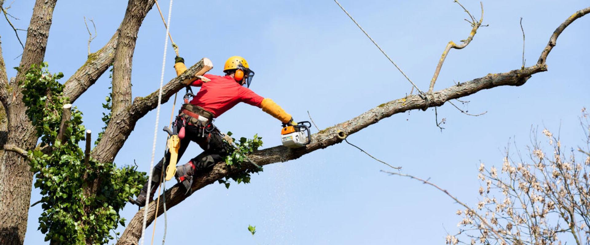 The Vital Role Of Arborist Services In Massachusetts: A Guide To Expert ...