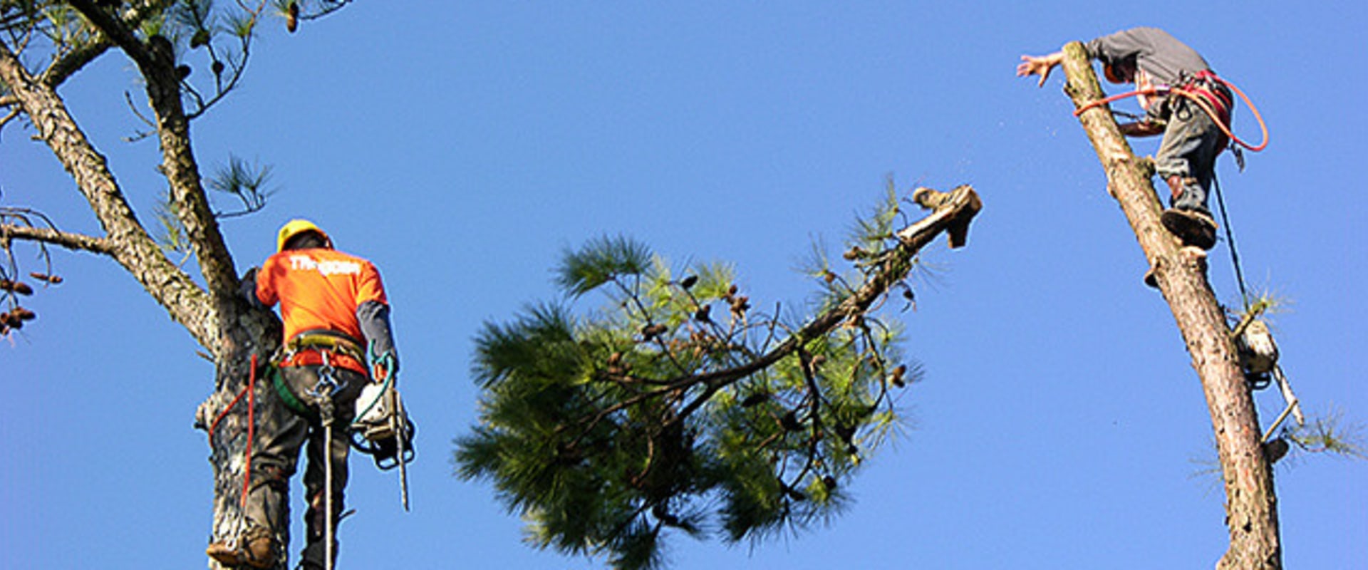 Tree Maintenance In Ellisville: Tips To Keep Your Trees Healthy
