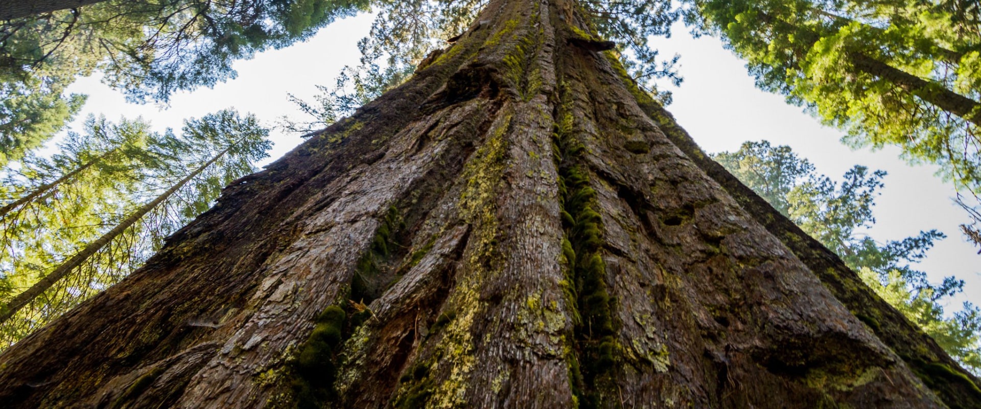 What makes trees grow fast?