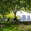 What do trees need to be healthy?