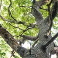 Can a tree survive without branches?