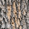 How can you tell if a tree is unhealthy?