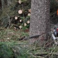 How do you know when to cut a tree down?