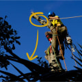 Tree Maintenance Made Easy: How Gold Coast's Local Tree Service Can Help You Maintain Healthy Trees