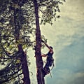 Keep Your Trees Healthy with Expert Tree Maintenance