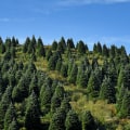 The Hidden Benefits Of Tree Maintenance: Bethany's Best-Kept Secret