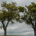 What time of year is best to cut down trees?
