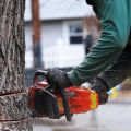What is the best time of year to remove a tree?