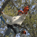 Do all trees need to be trimmed?