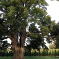 How much of a tree can you prune without killing it?
