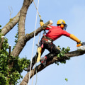 The Vital Role Of Arborist Services In Massachusetts: A Guide To Expert Tree Maintenance