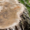When should you cut a tree down?