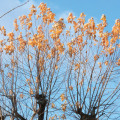 What happens if the trees are not pruned?