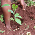 Why is it important to maintain trees?