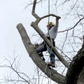 Tree Trimming In Louisville: A Key Component Of Effective Tree Maintenance
