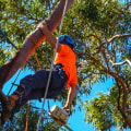 Why is it important to trim your trees?