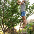 What are the signs of a healthy tree?