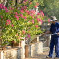 Elevate Your Landscape: Top Tree Maintenance Services In Wesley Chapel
