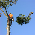 Tree Maintenance In Ellisville: Tips To Keep Your Trees Healthy