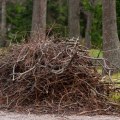 What percentage of a tree can be pruned?