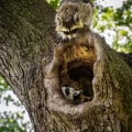 How Raccoon Removal Services Can Help You Prevent Infestation As Part Of Your Tree Maintenance In Houston