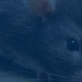 From Branches To Basements: Rodent Control Service In Longwood, FL After Tree Maintenance