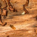 The Importance Of Termite Control As Part Of Tree Maintenance In Orange County