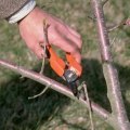 What part of a tree should not be cut?