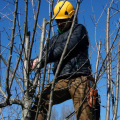 How often do trees need maintenance?