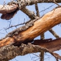 What does a sick tree look like?