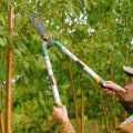 Tree Maintenance In Lubbock, TX: Tips For Pruning And Trimming Your Trees