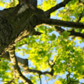 How can we maintain trees in nearby areas?