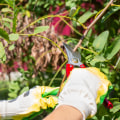 Healthy Trees, Happy Homeowners: How Tree Service In Marion, NC Boosts Tree Maintenance