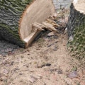 How do you know when your tree needs trimmed?