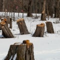 Is it better to cut trees down in winter?