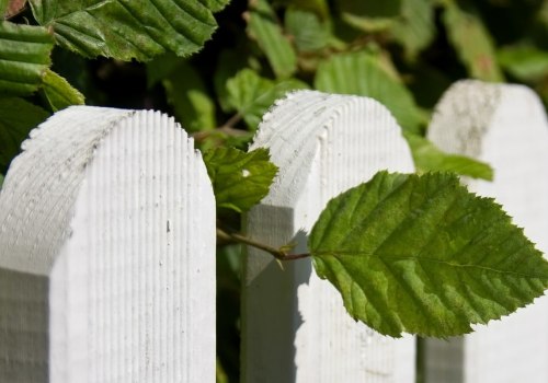 Preventive Tree Maintenance In Georgia: What You Do Not Know Can Hurt You
