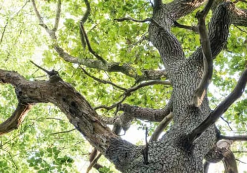 Can a tree survive without branches?