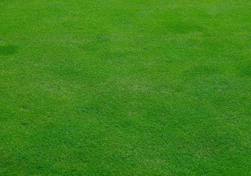 Expert Tree Maintenance Services in Central Toledo