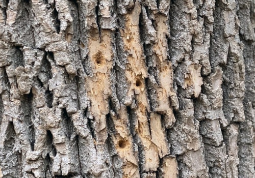 How can you tell if a tree is unhealthy?