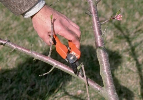 How do you maintain a tree?