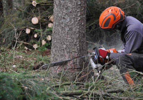 How do you know when to cut a tree down?