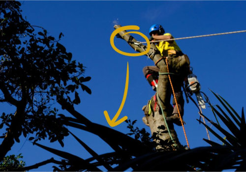 Tree Maintenance Made Easy: How Gold Coast's Local Tree Service Can Help You Maintain Healthy Trees