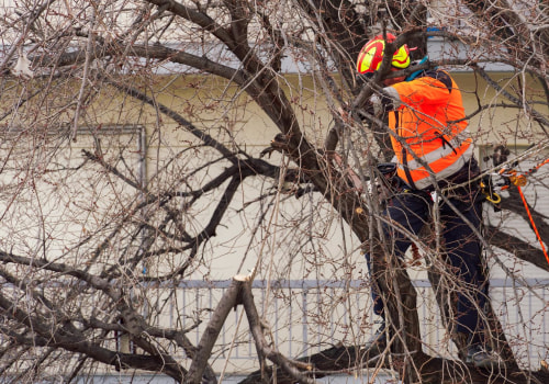 Tree Maintenance Made Easy: How Gold Coast's Local Tree Service Can Help You Maintain Healthy Trees