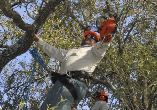 How much of a tree should you trim?