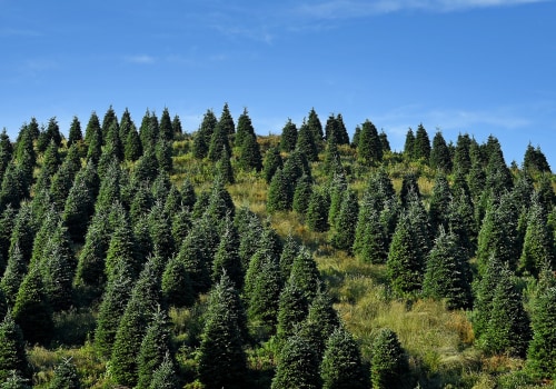 The Hidden Benefits Of Tree Maintenance: Bethany's Best-Kept Secret