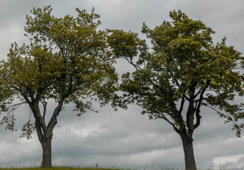 What time of year is best to cut down trees?