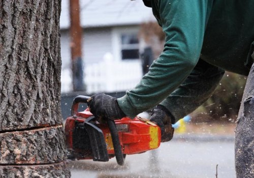 What is the best time of year to remove a tree?